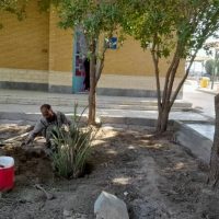 کاشت نهال درخت خرما با حضور خانواده معزز شهیدان در جوار گلزار شهدای آبادان